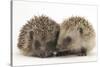 Two Young Hedgehogs (Erinaceus Europaeus) Sitting Together-Mark Taylor-Stretched Canvas