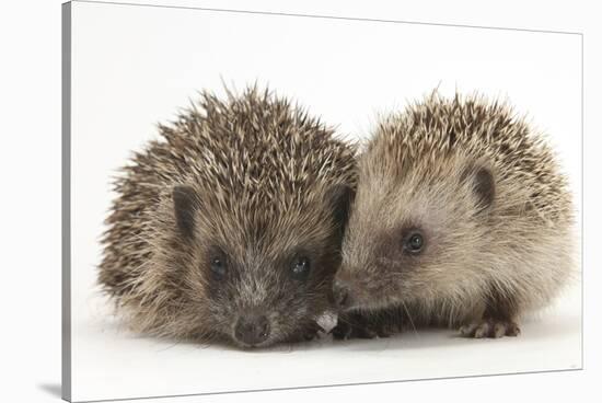 Two Young Hedgehogs (Erinaceus Europaeus) Sitting Together-Mark Taylor-Stretched Canvas