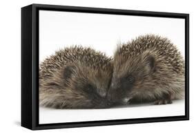 Two Young Hedgehogs (Erinaceus Europaeus) Sitting Together-Mark Taylor-Framed Stretched Canvas