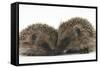 Two Young Hedgehogs (Erinaceus Europaeus) Sitting Together-Mark Taylor-Framed Stretched Canvas