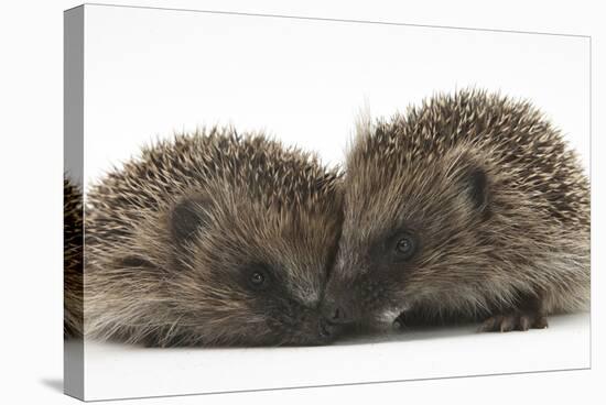 Two Young Hedgehogs (Erinaceus Europaeus) Sitting Together-Mark Taylor-Stretched Canvas