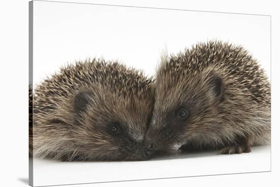 Two Young Hedgehogs (Erinaceus Europaeus) Sitting Together-Mark Taylor-Stretched Canvas