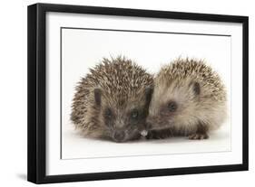 Two Young Hedgehogs (Erinaceus Europaeus) Sitting Together-Mark Taylor-Framed Photographic Print