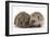 Two Young Hedgehogs (Erinaceus Europaeus) Sitting Together-Mark Taylor-Framed Photographic Print