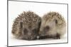 Two Young Hedgehogs (Erinaceus Europaeus) Sitting Together-Mark Taylor-Mounted Photographic Print