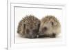 Two Young Hedgehogs (Erinaceus Europaeus) Sitting Together-Mark Taylor-Framed Photographic Print