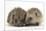 Two Young Hedgehogs (Erinaceus Europaeus) Sitting Together-Mark Taylor-Mounted Photographic Print