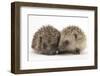 Two Young Hedgehogs (Erinaceus Europaeus) Sitting Together-Mark Taylor-Framed Photographic Print