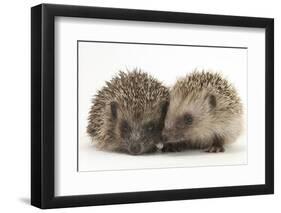 Two Young Hedgehogs (Erinaceus Europaeus) Sitting Together-Mark Taylor-Framed Photographic Print