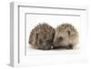 Two Young Hedgehogs (Erinaceus Europaeus) Sitting Together-Mark Taylor-Framed Photographic Print