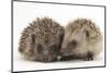 Two Young Hedgehogs (Erinaceus Europaeus) Sitting Together-Mark Taylor-Mounted Photographic Print