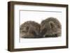 Two Young Hedgehogs (Erinaceus Europaeus) Sitting Together-Mark Taylor-Framed Photographic Print