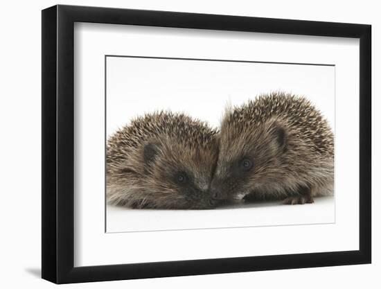 Two Young Hedgehogs (Erinaceus Europaeus) Sitting Together-Mark Taylor-Framed Photographic Print