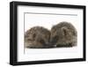 Two Young Hedgehogs (Erinaceus Europaeus) Sitting Together-Mark Taylor-Framed Photographic Print