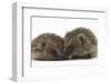 Two Young Hedgehogs (Erinaceus Europaeus) Sitting Together-Mark Taylor-Framed Photographic Print