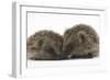 Two Young Hedgehogs (Erinaceus Europaeus) Sitting Together-Mark Taylor-Framed Photographic Print