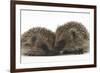 Two Young Hedgehogs (Erinaceus Europaeus) Sitting Together-Mark Taylor-Framed Photographic Print