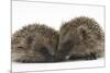 Two Young Hedgehogs (Erinaceus Europaeus) Sitting Together-Mark Taylor-Mounted Photographic Print