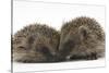 Two Young Hedgehogs (Erinaceus Europaeus) Sitting Together-Mark Taylor-Stretched Canvas