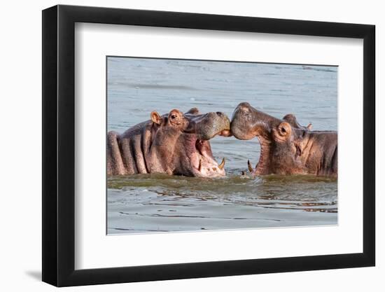 Two Young Hippopotamus (Hippopotamus Amphibius), Hippos with a Wide Open Mouth Playing in Queen Eli-Tomas Drahos-Framed Photographic Print