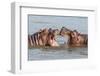 Two Young Hippopotamus (Hippopotamus Amphibius), Hippos with a Wide Open Mouth Playing in Queen Eli-Tomas Drahos-Framed Photographic Print