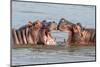 Two Young Hippopotamus (Hippopotamus Amphibius), Hippos with a Wide Open Mouth Playing in Queen Eli-Tomas Drahos-Mounted Photographic Print