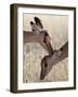 Two Young Impala (Aepyceros Melampus) Grooming, Kruger National Park, South Africa, Africa-James Hager-Framed Photographic Print