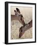 Two Young Impala (Aepyceros Melampus) Grooming, Kruger National Park, South Africa, Africa-James Hager-Framed Photographic Print