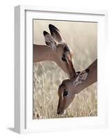 Two Young Impala (Aepyceros Melampus) Grooming, Kruger National Park, South Africa, Africa-James Hager-Framed Photographic Print