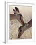 Two Young Impala (Aepyceros Melampus) Grooming, Kruger National Park, South Africa, Africa-James Hager-Framed Photographic Print