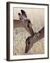 Two Young Impala (Aepyceros Melampus) Grooming, Kruger National Park, South Africa, Africa-James Hager-Framed Photographic Print