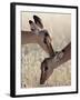 Two Young Impala (Aepyceros Melampus) Grooming, Kruger National Park, South Africa, Africa-James Hager-Framed Photographic Print