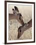Two Young Impala (Aepyceros Melampus) Grooming, Kruger National Park, South Africa, Africa-James Hager-Framed Photographic Print