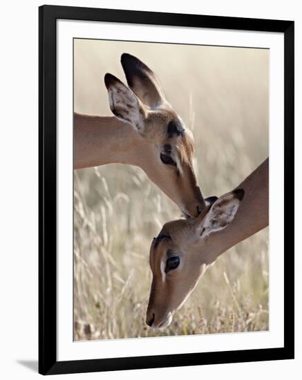 Two Young Impala (Aepyceros Melampus) Grooming, Kruger National Park, South Africa, Africa-James Hager-Framed Photographic Print