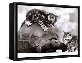 Two Young Kittens Playing with a Slow Moving Giant Tortoise, 1983-null-Framed Stretched Canvas