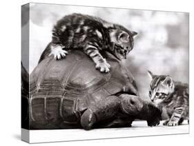 Two Young Kittens Playing with a Slow Moving Giant Tortoise, 1983-null-Stretched Canvas