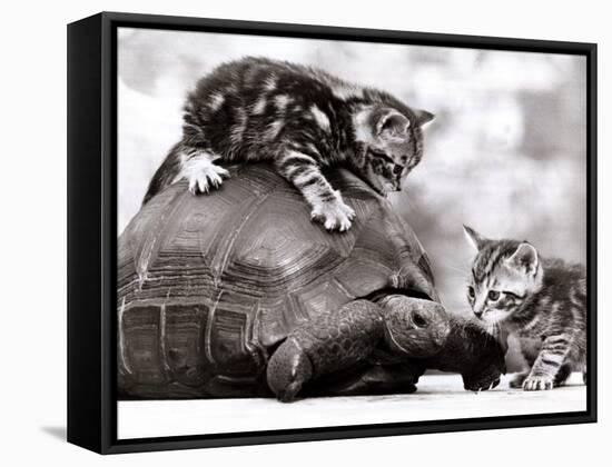 Two Young Kittens Playing with a Slow Moving Giant Tortoise, 1983-null-Framed Stretched Canvas