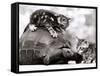 Two Young Kittens Playing with a Slow Moving Giant Tortoise, 1983-null-Framed Stretched Canvas