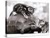 Two Young Kittens Playing with a Slow Moving Giant Tortoise, 1983-null-Stretched Canvas