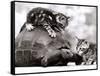 Two Young Kittens Playing with a Slow Moving Giant Tortoise, 1983-null-Framed Stretched Canvas