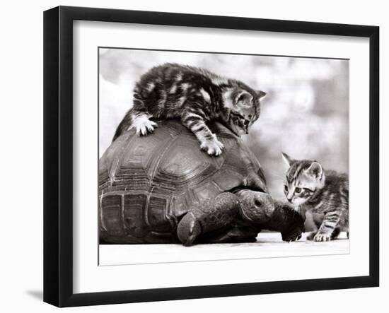 Two Young Kittens Playing with a Slow Moving Giant Tortoise, 1983-null-Framed Premium Photographic Print