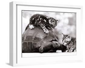 Two Young Kittens Playing with a Slow Moving Giant Tortoise, 1983-null-Framed Premium Photographic Print