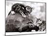 Two Young Kittens Playing with a Slow Moving Giant Tortoise, 1983-null-Mounted Photographic Print