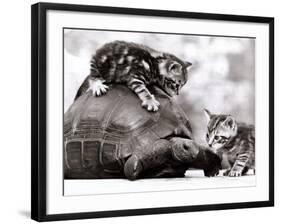 Two Young Kittens Playing with a Slow Moving Giant Tortoise, 1983-null-Framed Photographic Print