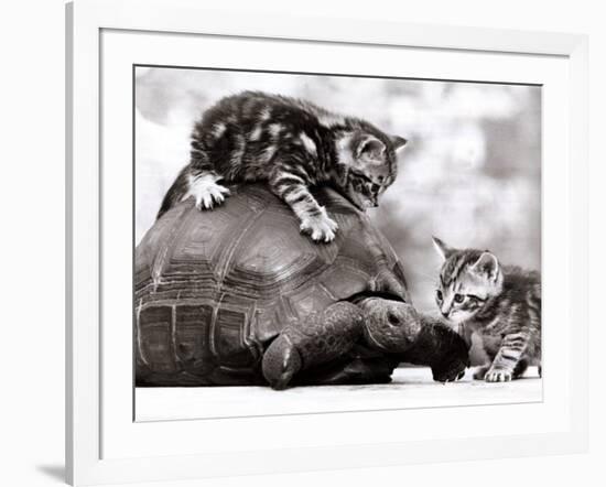 Two Young Kittens Playing with a Slow Moving Giant Tortoise, 1983-null-Framed Photographic Print