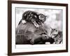 Two Young Kittens Playing with a Slow Moving Giant Tortoise, 1983-null-Framed Photographic Print