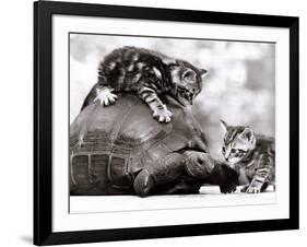 Two Young Kittens Playing with a Slow Moving Giant Tortoise, 1983-null-Framed Photographic Print