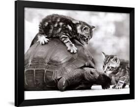 Two Young Kittens Playing with a Slow Moving Giant Tortoise, 1983-null-Framed Photographic Print