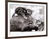 Two Young Kittens Playing with a Slow Moving Giant Tortoise, 1983-null-Framed Photographic Print