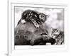 Two Young Kittens Playing with a Slow Moving Giant Tortoise, 1983-null-Framed Photographic Print